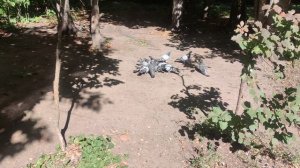 творите добро помогайте бездомным кошкам 🐱 и собакам 🐶 они нуждаются в помощи