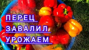 Перца много ,устала перерабатывать .Эксибишен без заморочек ! Ах ,Питер ,Ах !!!!