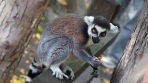 Лемуры Катта вырвались от родителей на свободу, но тут на них напали посетители!