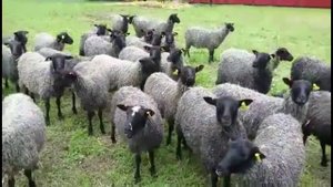 Весёлые овцы на Готланд