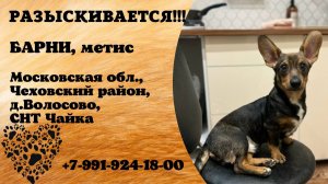 Пропала собака! БАРНИ. Метис. Московская обл,  Чеховский р-н,  д. Волосово