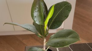 Черенкование фикуса