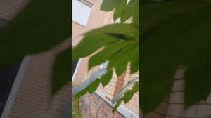 Юна на Терешковой.mp4