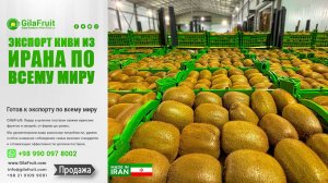 Экспорт иранского киви – премиальное качество для мировых импортёров