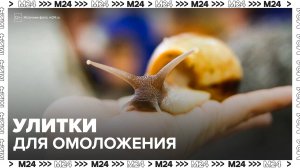 "Московский патруль": москвичи начали использовать улиток для омоложения - Москва 24
