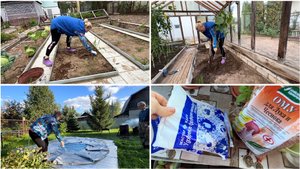 8 сентября. Уборка всех томатов и перцев. Подготовка грядок к посадке сидератов.