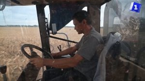 В Краснодарском крае проходит уборка селекционной кукурузы