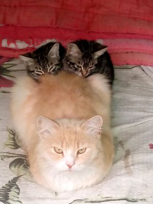 играем в роблокс стрим