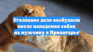 Уголовное дело возбудили после нападения собак на мужчину в Приангарье