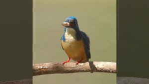 Маленький зимородок и его добыча