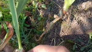 Необходимые условия для цветения ирисов