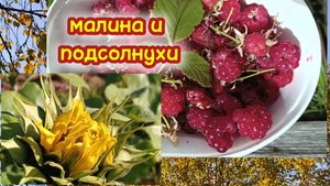 Подсолнухи на огороде.