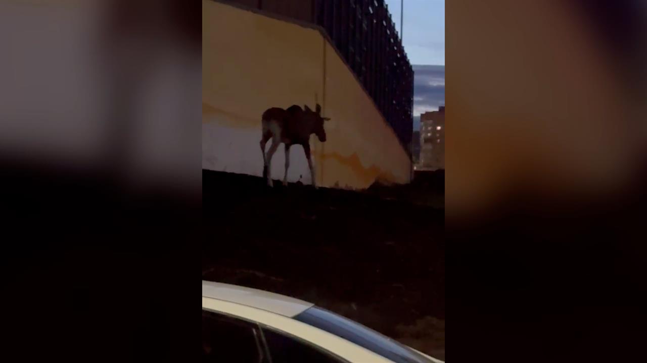 В Уфе ищут гуляющего по жилым районам лося: видео