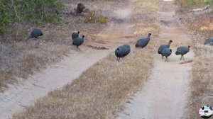 Чубатая цесарка Guttera pucherani