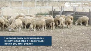 У нас только "цигайские" - как в крымской степи развивается овцеводство