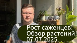 Рост рассады на балконе! Обзор растений дома на 07.07.2025!!!