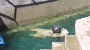 Кай прячет шары под ступеньки 26.08.2025