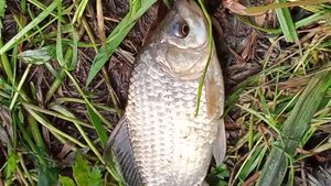 Поиски карася 14.06.24