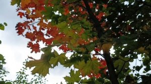 Ах, лист кленовый!!!🍁🍁🍁Песня " Кленовый лист" в исполнении Н.Караченцева.