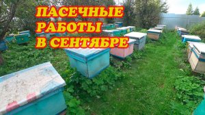 ПАСЕЧНЫЕ РАБОТЫ В СЕНТЯБРЕ НА ПАСЕКЕ.