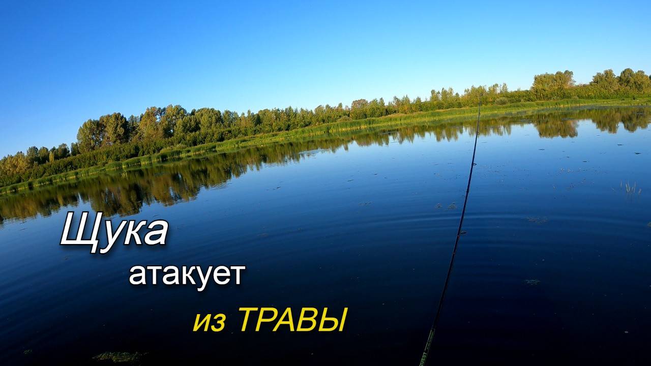 Рыбалка на щуку в конце августа. Щука бросается на приманки прямо из травы.