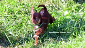 Я НЕ продаю наших #чихуахуа для путешествий на самолёте #купить_щенка_чихуа 89215950848