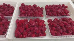 132. Яблочное пюре, томатный сок. Собираем урожай.