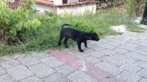 За нами увязался щенок!Деревня Каламбака!