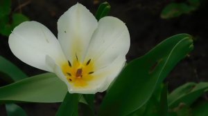 01=04=2025  ник   (102).  ЦВЕТ