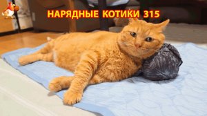 Нарядные Котики расслабляются на солнышке 🌞 🐈🐈🐈 (315)