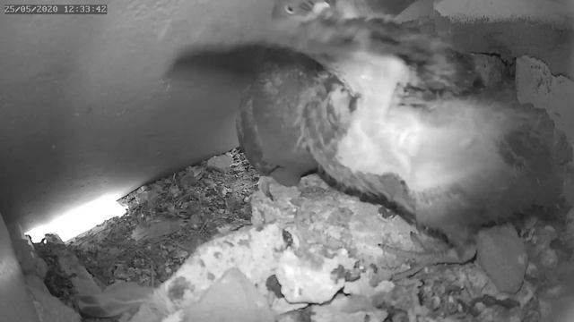 Голубь кормит птенца 25.05.2020 г. - The pigeon feeds the chick 25.05.2020. смотреть онлайн