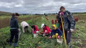Ученики Нижнеошминской школы всем дружным коллективом вышли на уборку урожая