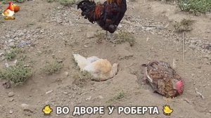 Содержание кур в домашних условиях и других птиц во дворе у Роберта 🐣🐤🦆🐔🪿🦃 (226)