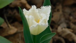 01=04=2025  ник   (109)  ЦВЕТ