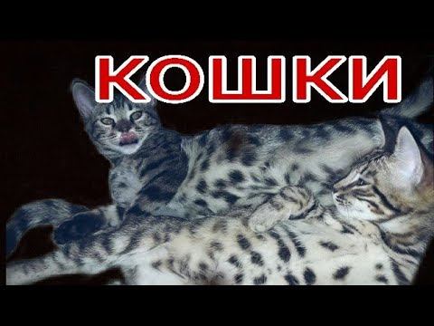 про кошек