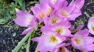 Первоцветы