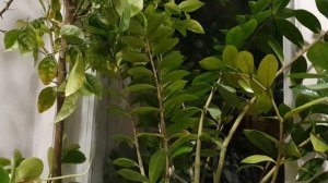 Бессонница