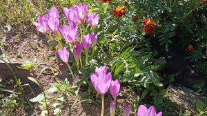 12-09-2025💥Влог💥пятница