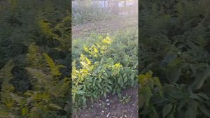 Наводим порядок на усадьбе