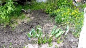 24-2017 ДАЧНЫЙ ВЛОГ _ Высаживаю рассаду, ПЕРЕПЛАНИРОВКА, нужен СОВЕТ _ Elena Pero