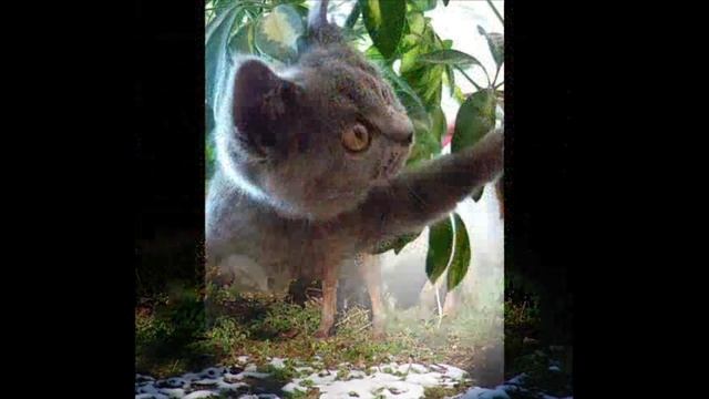 3 трек Братья наши меньшие смотреть онлайн