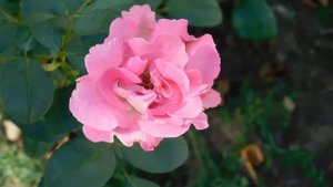 04=09=2025  РОЗА  КМР   (11)