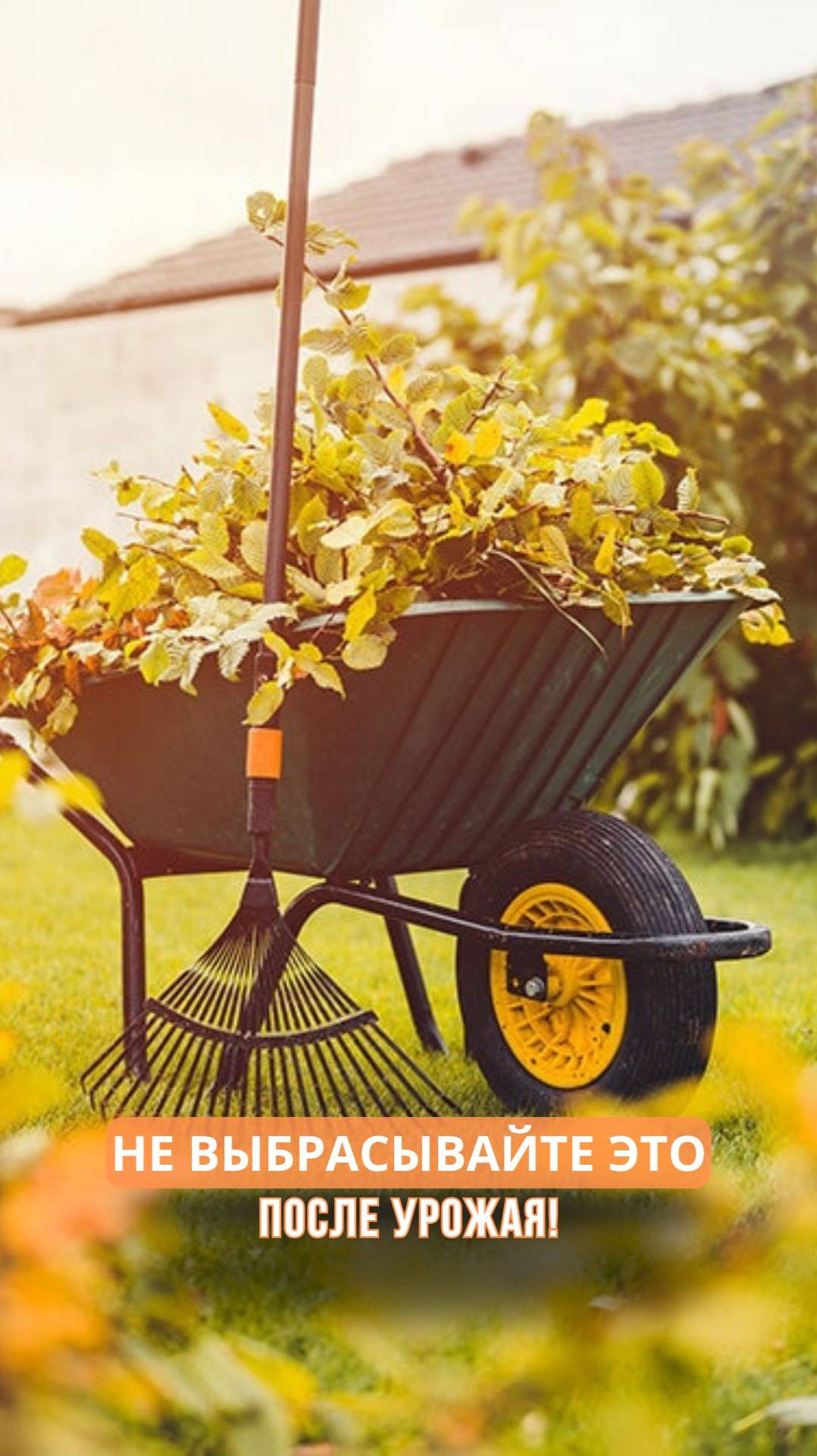 Не выбрасывайте это после урожая смотреть онлайн
