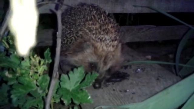 Ёжик не чихнул - The hedgehog didn't sneeze смотреть онлайн