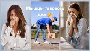 Мышцы тазового дна 👍