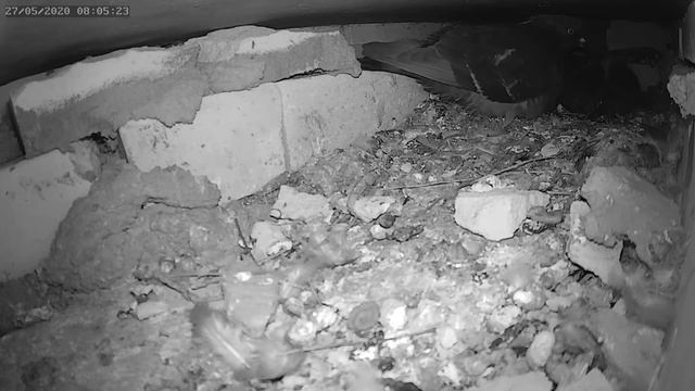 Птенец голубя помогает высиживать яйца 2 - Nestling of a dove helps to hatch the eggs 2 смотреть онлайн