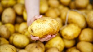 Лукашенко заявил о хорошем урожае картошки в Белоруссии в этом году