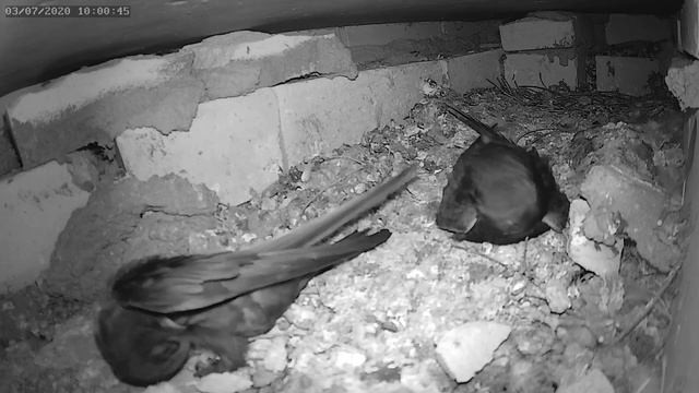 Стрижи чистят друг друга 2 - Swifts clean each other 2 смотреть онлайн