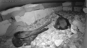 Стрижи чистят друг друга 2 - Swifts clean each other 2