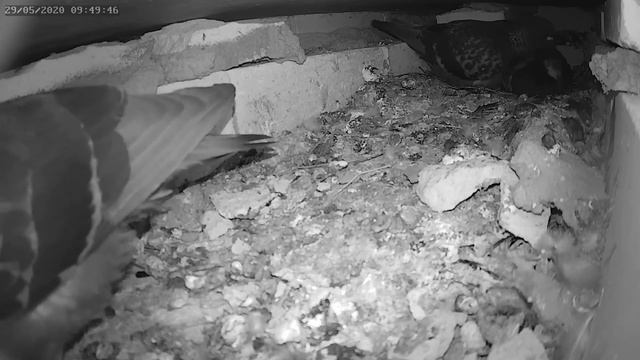 Голубь чистит птенца 1 - The pigeon cleans the chick 1 смотреть онлайн